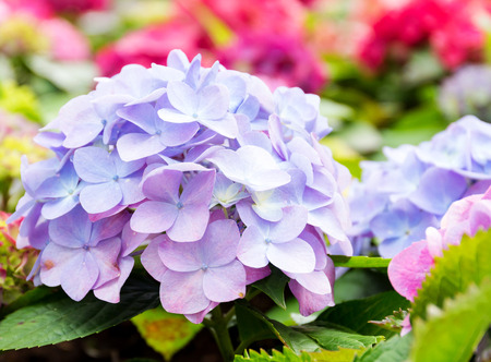Purple blue hydrangea flower