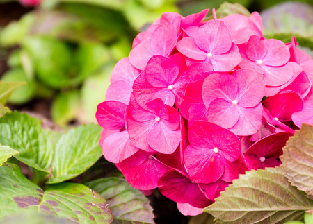 Hydrangea flower close upの写真素材