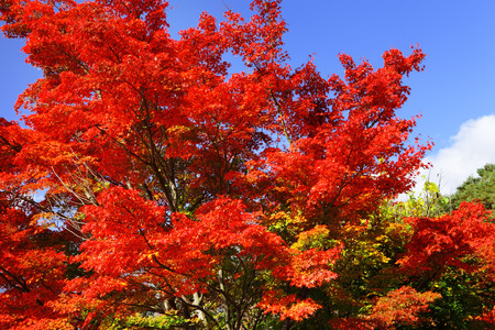 Red maple treeの写真素材