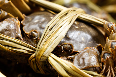 Group of hairy crabsの写真素材