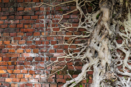Tree root on red brick wallの写真素材