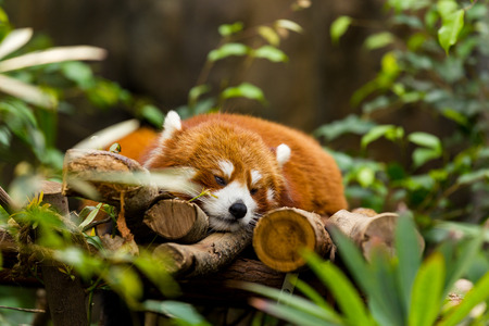 Sleepy Red Pandaの写真素材