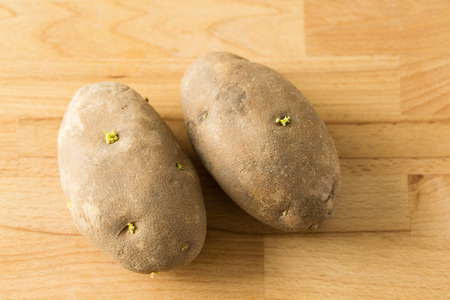Potato sproutsの写真素材