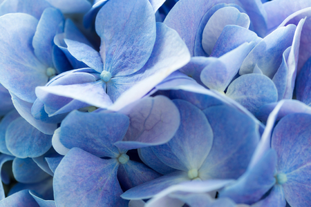 Beautiful blue hydrangeaの写真素材
