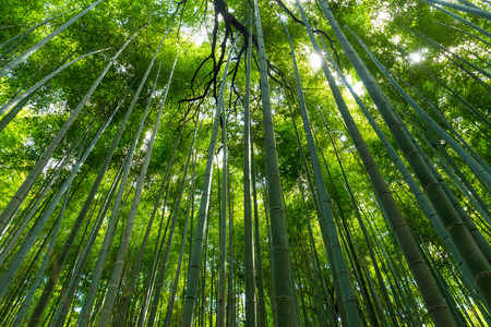 Bambooの写真素材