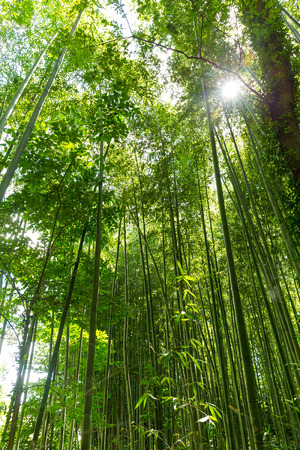 Bamboo forestの写真素材