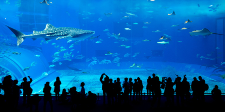 Giant whale shark in Aquariumの写真素材