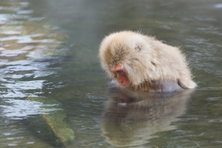 Japanese Snow monkey in hot springの写真素材