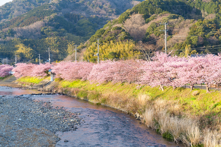 Sakura tree with riverの写真素材
