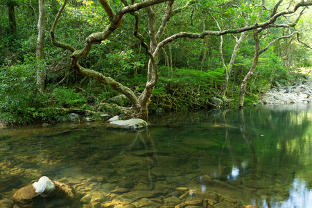 Tropical Forest and water lakeの写真素材