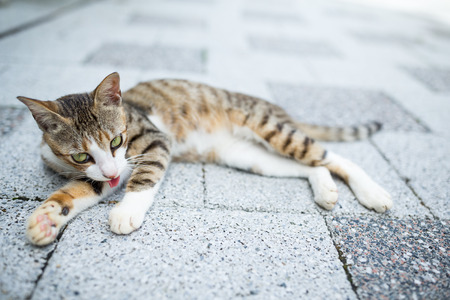 Street catの写真素材