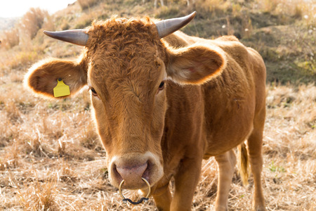 Cow at outdoorの写真素材