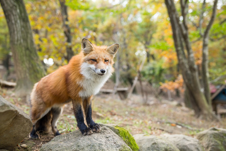 Fox standing outsideの写真素材