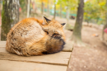 Sleeping fox at outdoorの写真素材