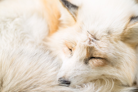 Sleeping foxの写真素材