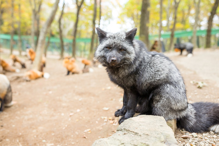 Cute black foxの写真素材