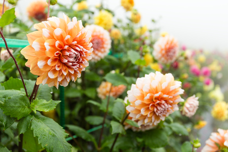 Beautiful Chrysanthemumsの写真素材
