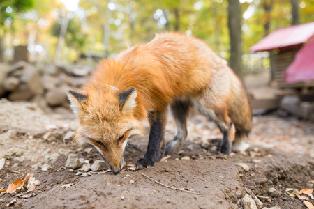 Cute fox at park