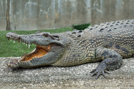 Crocodile open mouthの写真素材