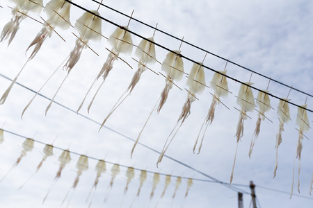 Drying Squid under sunlightの写真素材