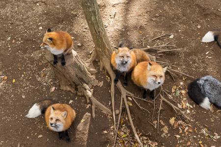 Many red fox looking for feeding foodの写真素材