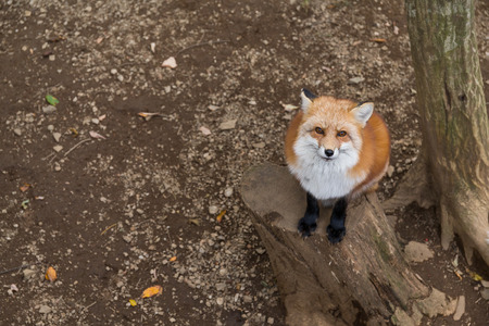 Red fox looking upの写真素材