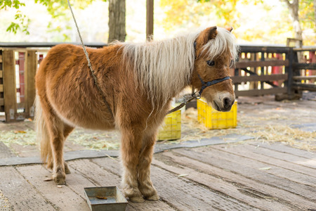 Horse in farmの写真素材