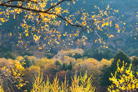 Autumn forest in Japanの写真素材