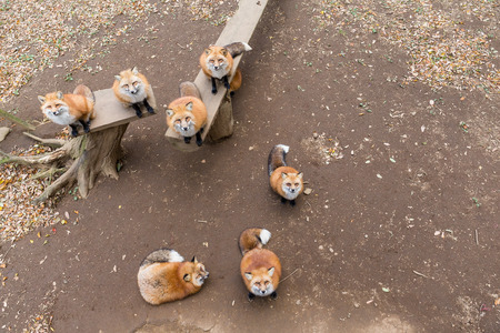 Group of fox looking for feedingの写真素材