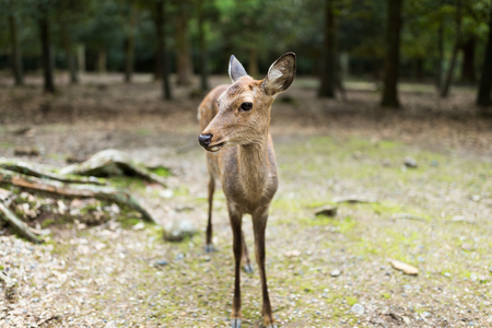 Nara deerの写真素材