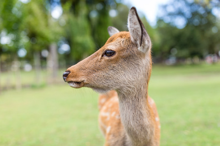 Roe deer close upの写真素材