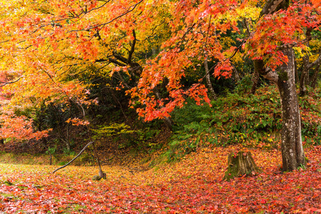 Autumn landscapeの写真素材
