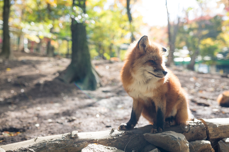 Cute foxの写真素材