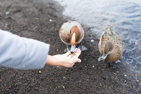 Feeding duck at lake sideの写真素材
