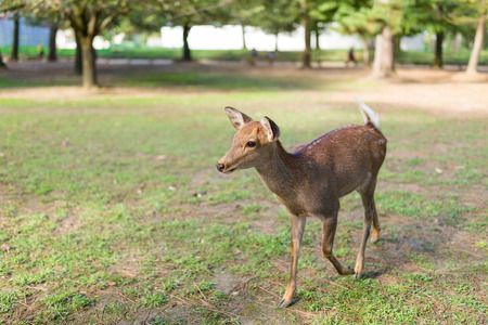 Deer in Nara parkの写真素材