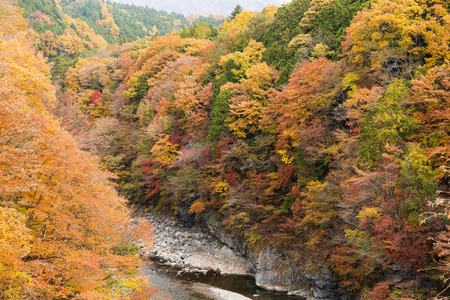 Forest in autumnの写真素材