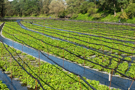 Wasabi farmの写真素材