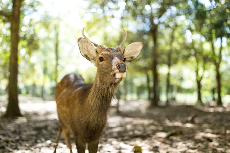 Deer relaxing at Nara Parkの写真素材