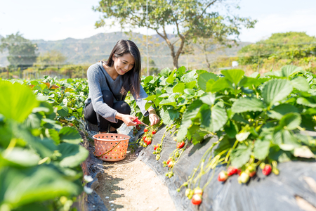 Woman picking strawberryの写真素材