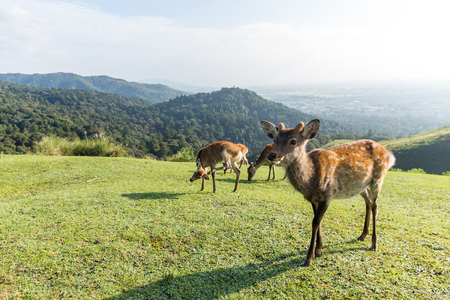 Deer take rest in parkの写真素材