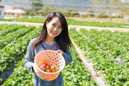Woman picking up strawberry from meadowの写真素材