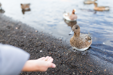 Feeding duck at lakesideの写真素材