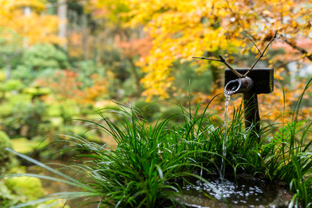 Water bamboo fountain in Japanese garden with maple tree