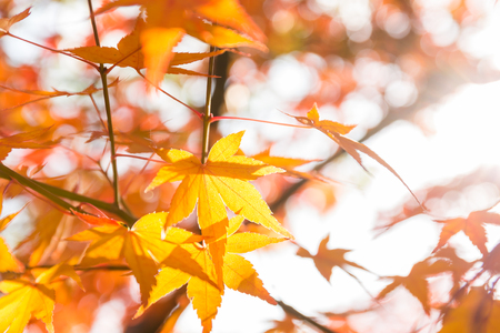 Maple treeの写真素材