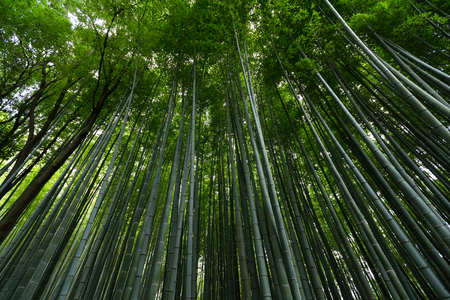 Arashiyama Bamboo Forest in Kyotoの写真素材
