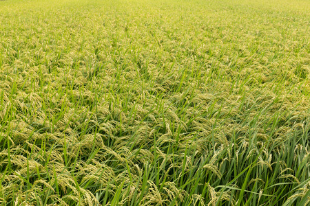 Fresh Rice fieldの写真素材