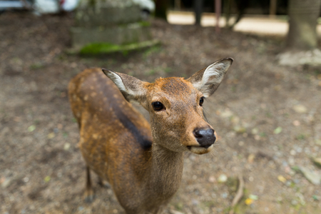 Cute deerの写真素材
