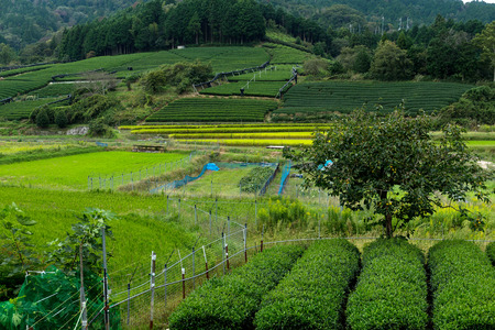 Green Tea farmの写真素材