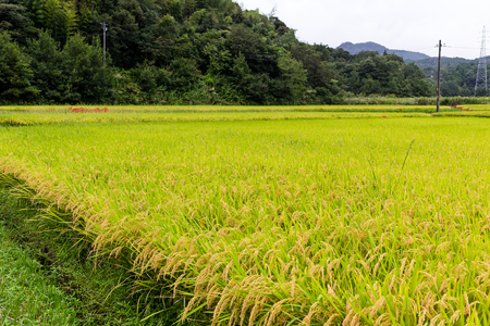 Rice fieldの写真素材