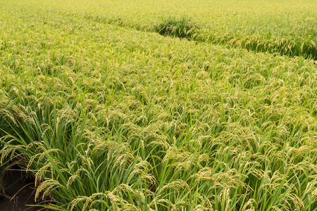 Fresh Green Rice fieldの写真素材